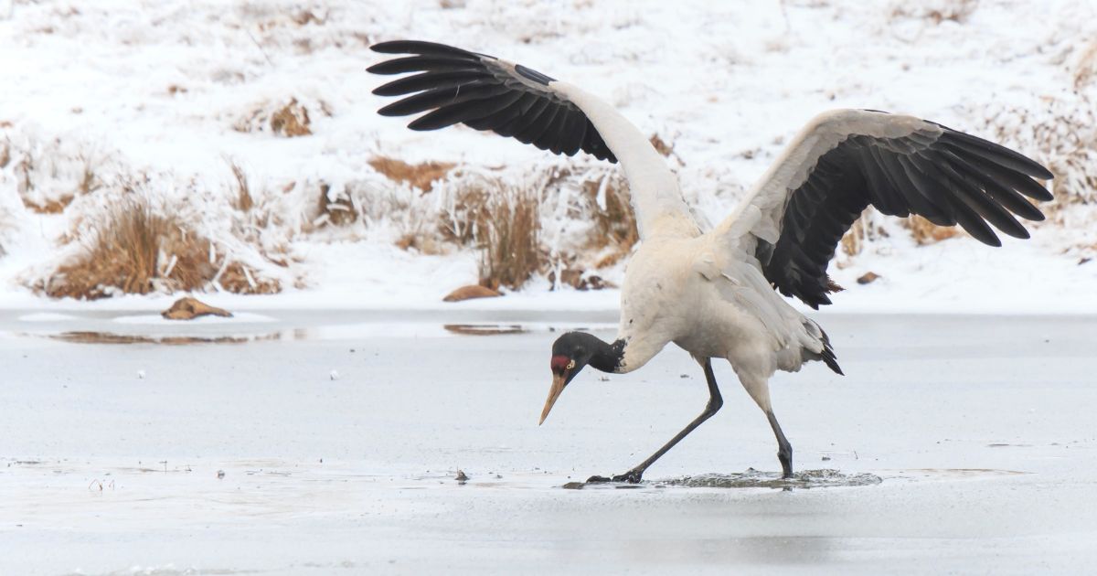 黑頸鶴保護中心 Black-Necked Crane Visitor Centre 不丹黑頸鶴站立於冬季草澤地,頸部黑色羽毛清晰可見