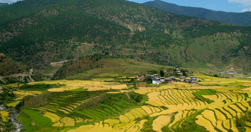 Bhutan Field