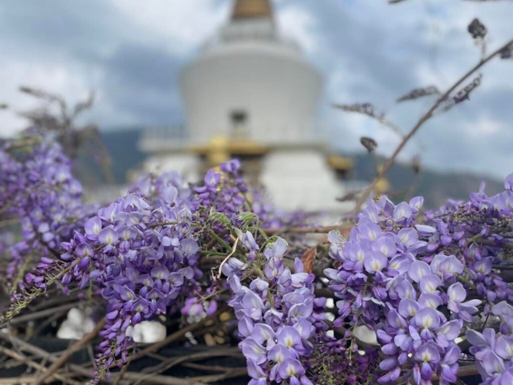 這張圖片展示了不丹國家紀念佛塔前盛開的紫藤花,與背景中白色的佛塔形成鮮明對比。春天是不丹最美的季節之一,五彩繽紛的花卉點綴著寺廟與山谷,為旅人帶來視覺享受與寧靜氛圍。