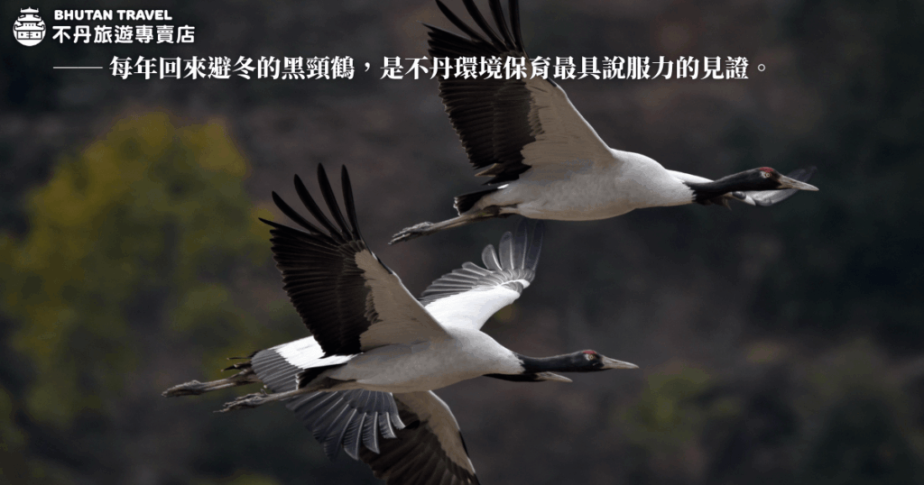 畫面中有兩隻黑頸鶴（Black-necked Cranes）展翅高飛，背景為模糊的自然山林。左上角為「不丹旅遊專賣店」LOGO及主題標語，圖中央上方以白色大字寫著「每年回來避冬的黑頸鶴，是不丹環境保育最具說服力的見證。」呈現黑頸鶴遷徙與不丹自然保育的故事氛圍，強調不丹生態旅遊與賞鳥行程的價值，是介紹富畢卡谷生態、黑頸鶴賞鳥季或不丹旅遊亮點的理想圖片。