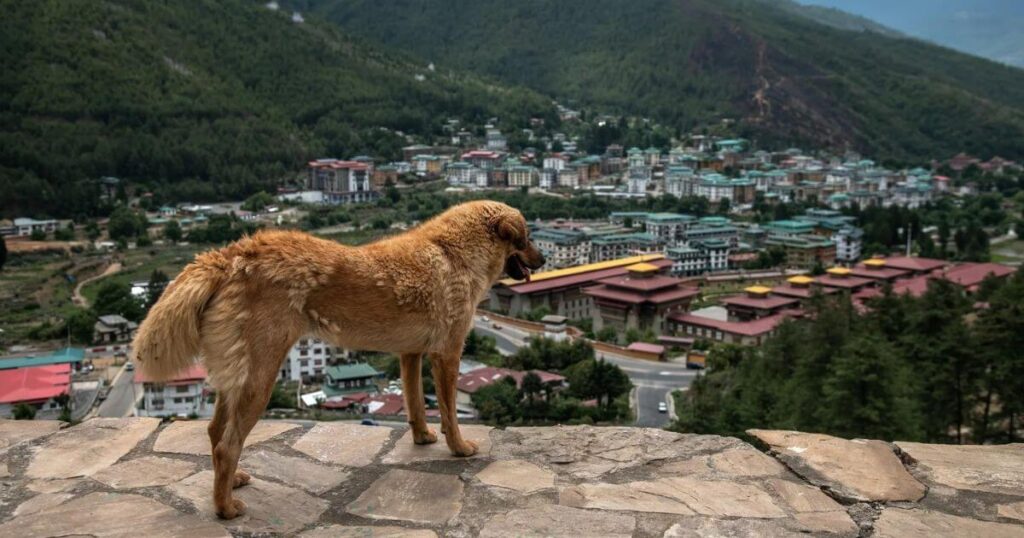俯瞰不丹城市的高原犬