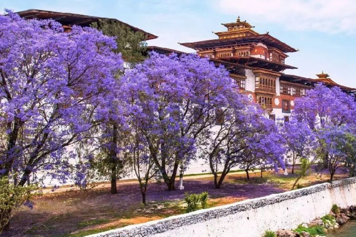 Punakha bhutan
