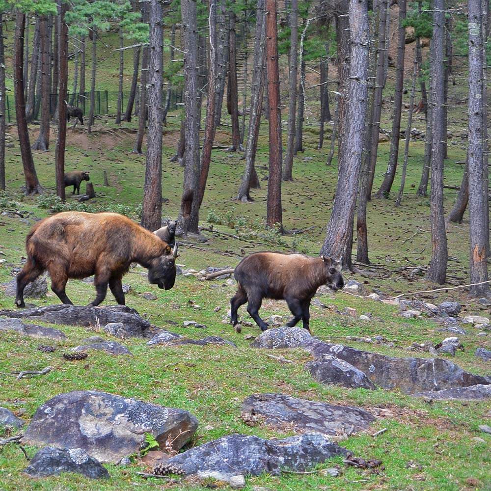 Wild takin thimphu