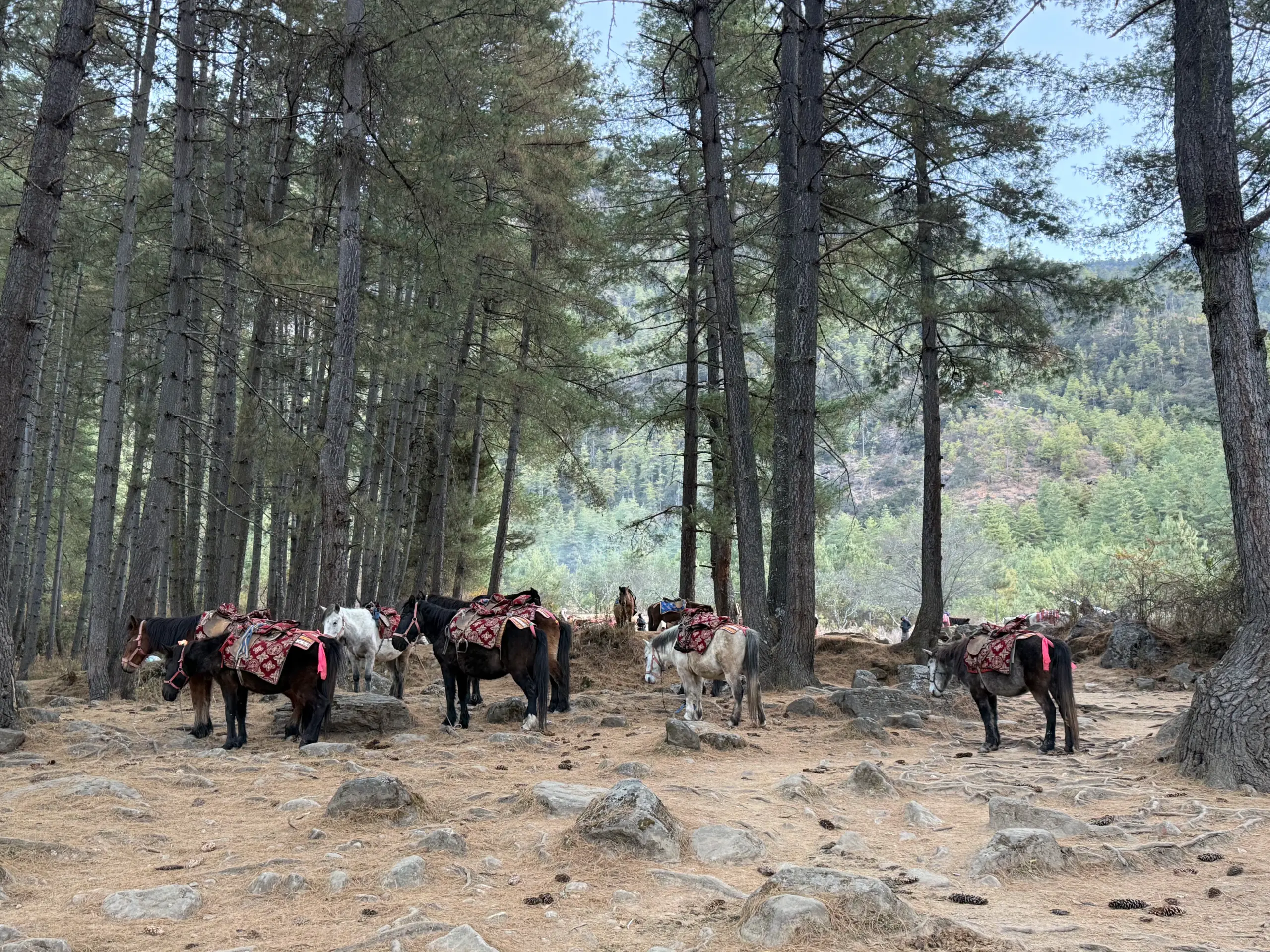 虎穴寺登山騎馬 Tiger's Nest Trek Horses 不丹虎穴寺登山步道上的馬匹隊伍穿行於松林之間